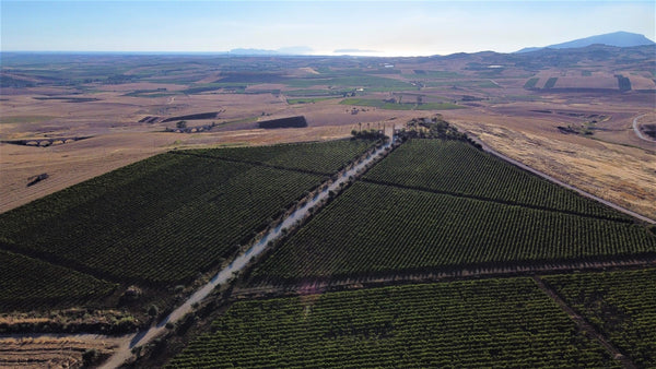 What Is Inzolia? Sicily's Sea-Kissed Dry White Wine (Inzolia / Insolia)