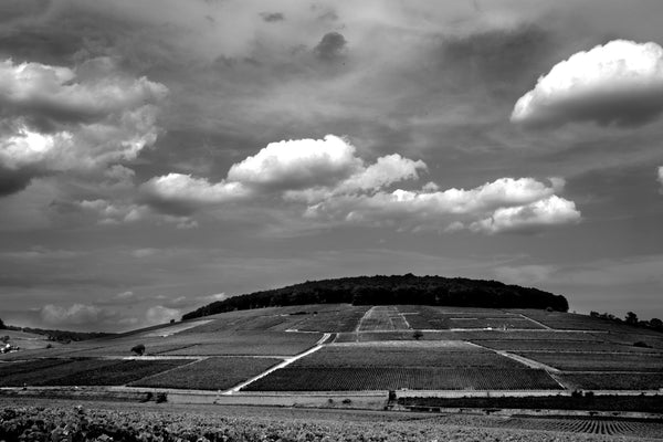 ブルゴーニュのワインとは?世界最高峰の産地を基礎から解説