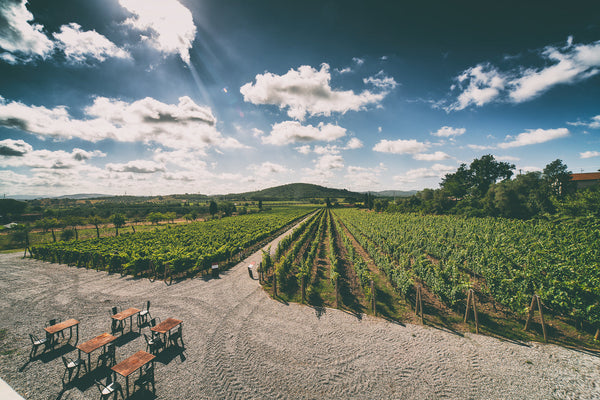 What Is Viognier? The Allure of a White Grape with Peach and Floral Aromas