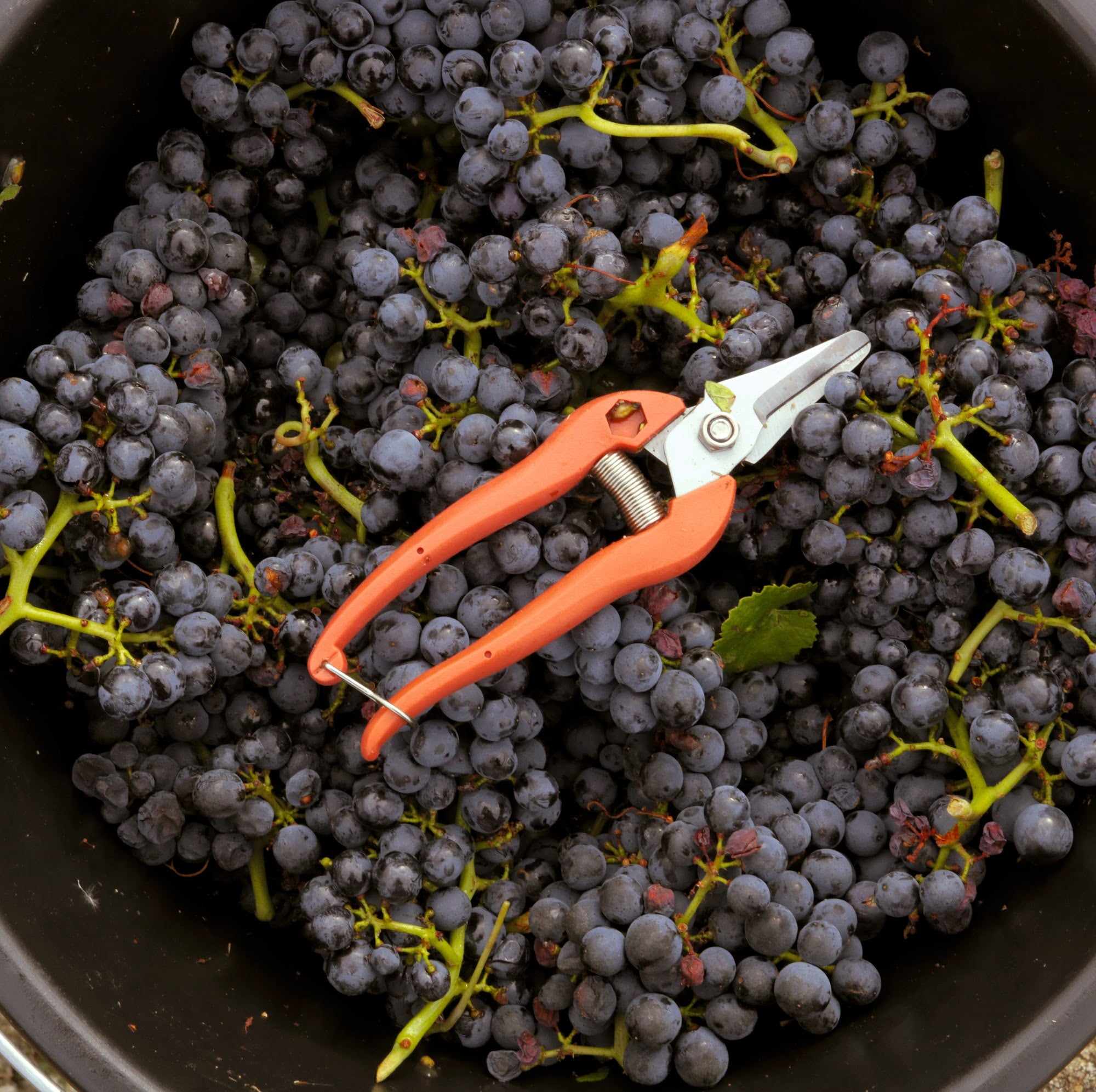 Beaujolais Nouveau 2026: Release Date November 19 — A Sommelier’s ...