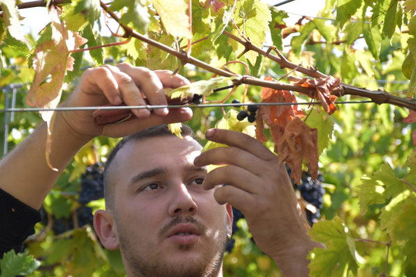 What is Vendemmia? Italy's Grape Harvest Festival and Autumn Wine Guide