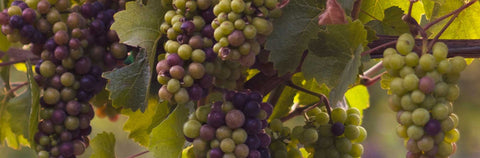 オーガニックワイン認証