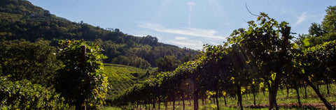 イタリアワイン