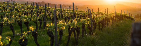 サステイナブル農法